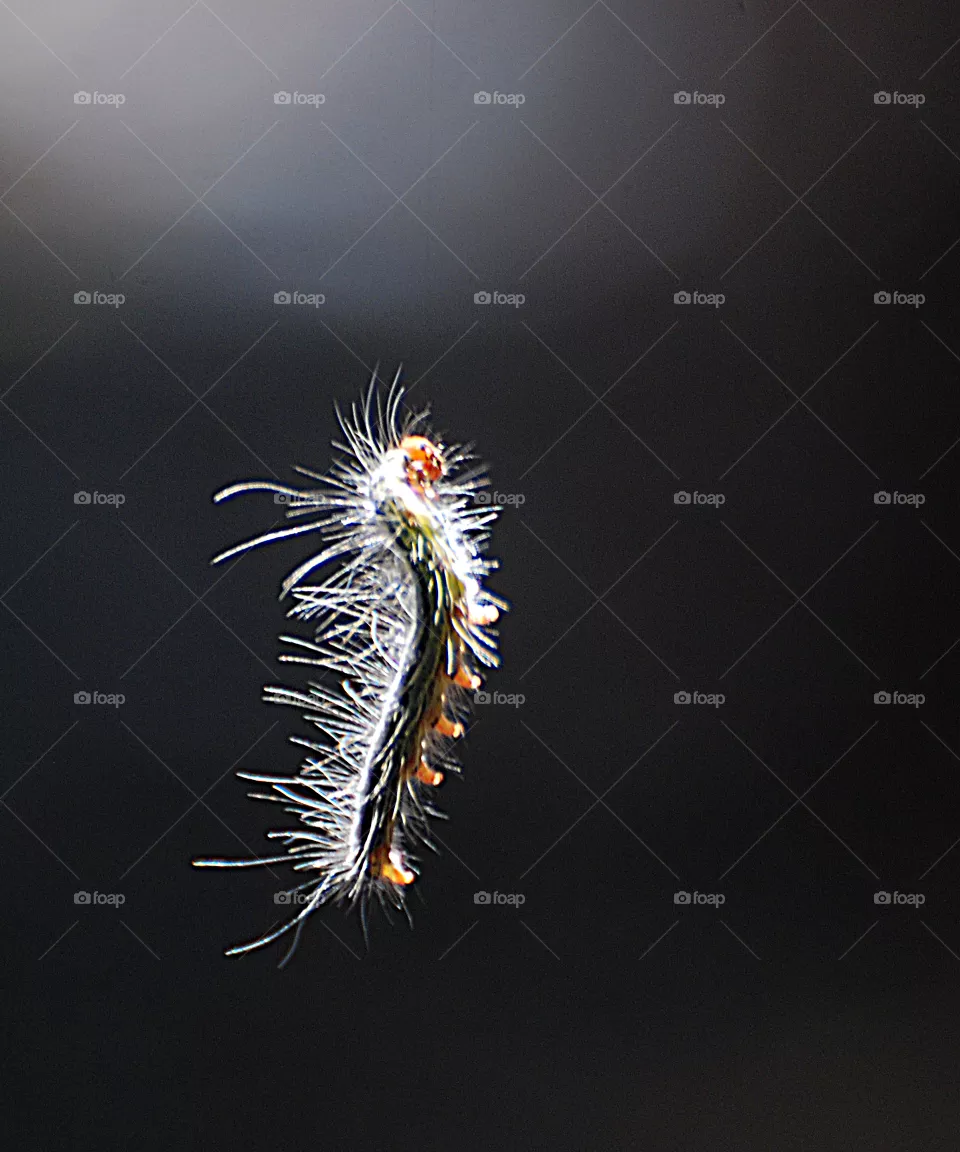 animal