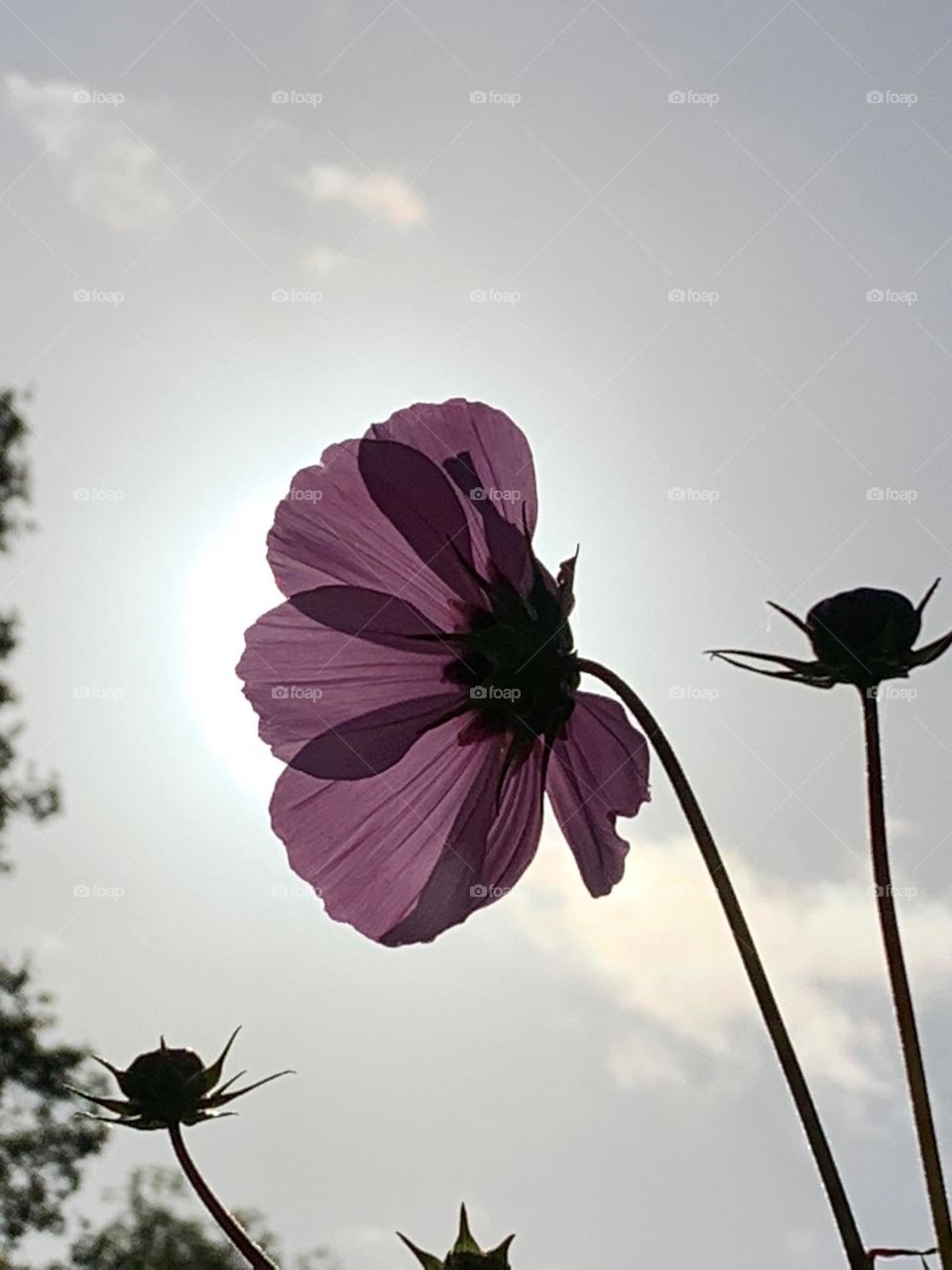 Purple flower in the sun