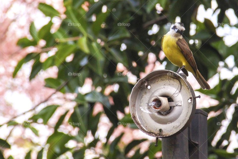 Curious bird