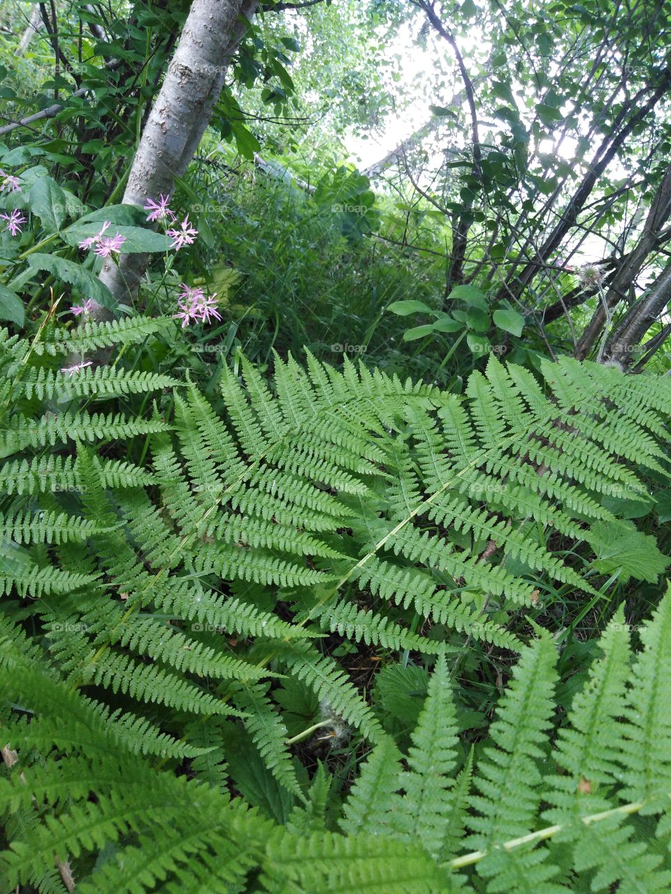 Папоротник