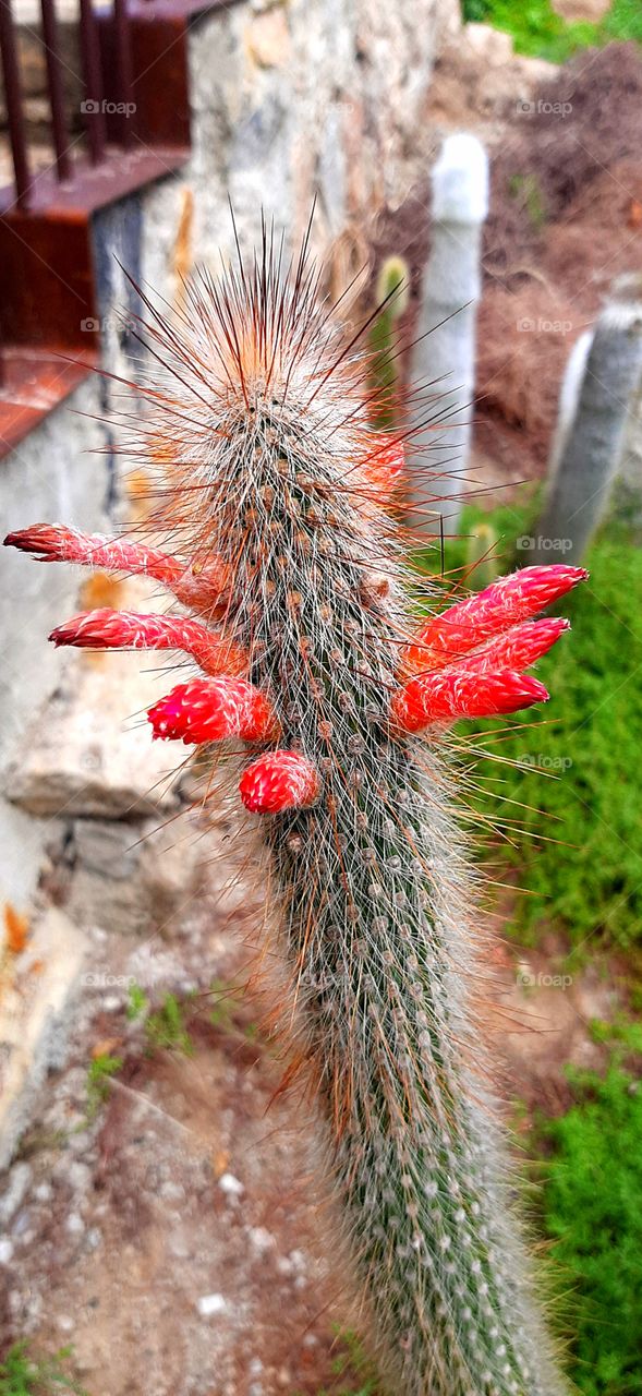 Cactus