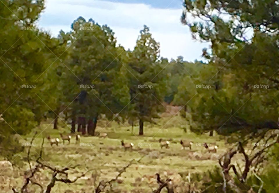 Elk herd