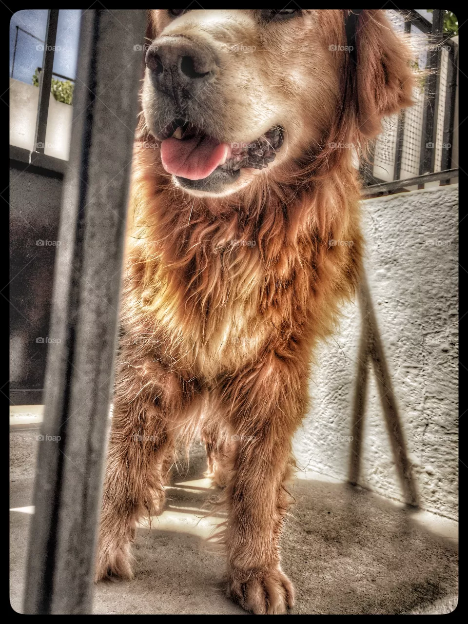 Dog