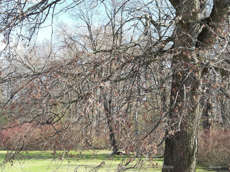 park spring time sun sunny colors colorful nature wild plants flowers amazing stunning cool nice weather hot lovely sky forest grass view splendid