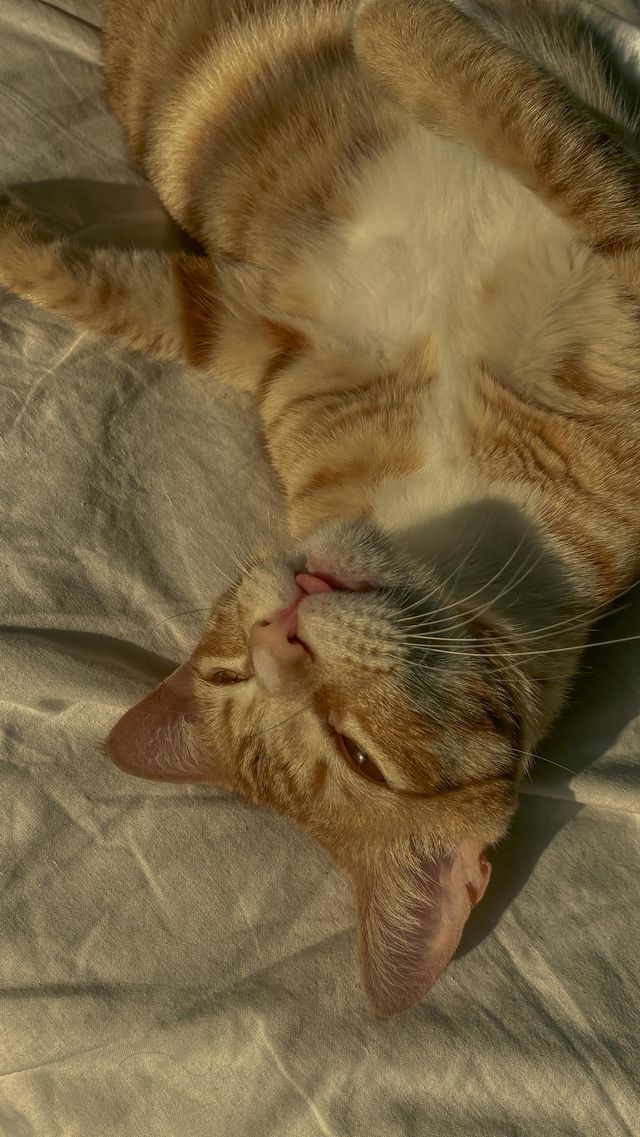 Orange cat 