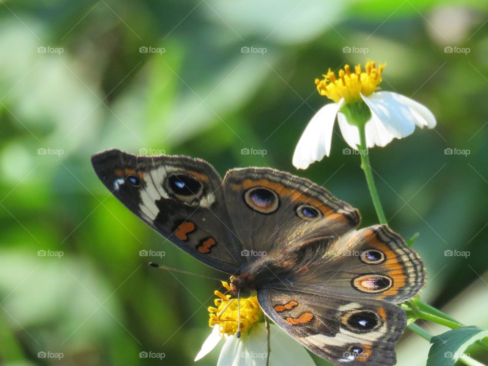 common buckeye