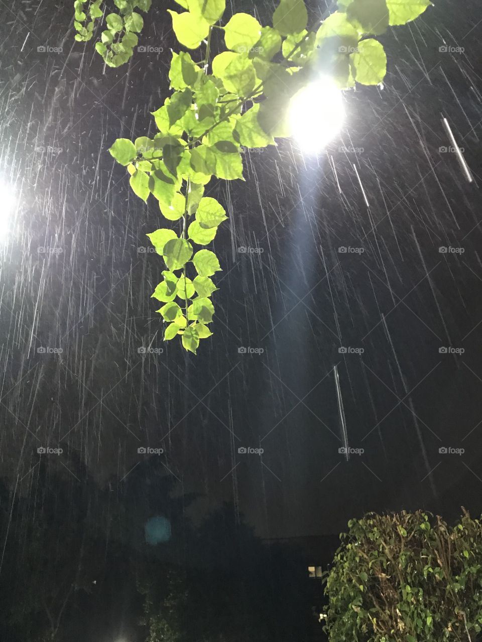 tree and water