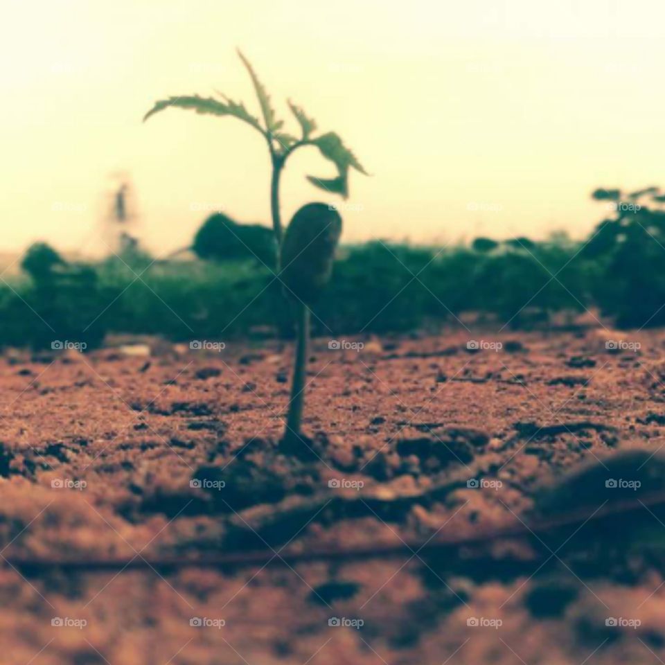 seeds growth