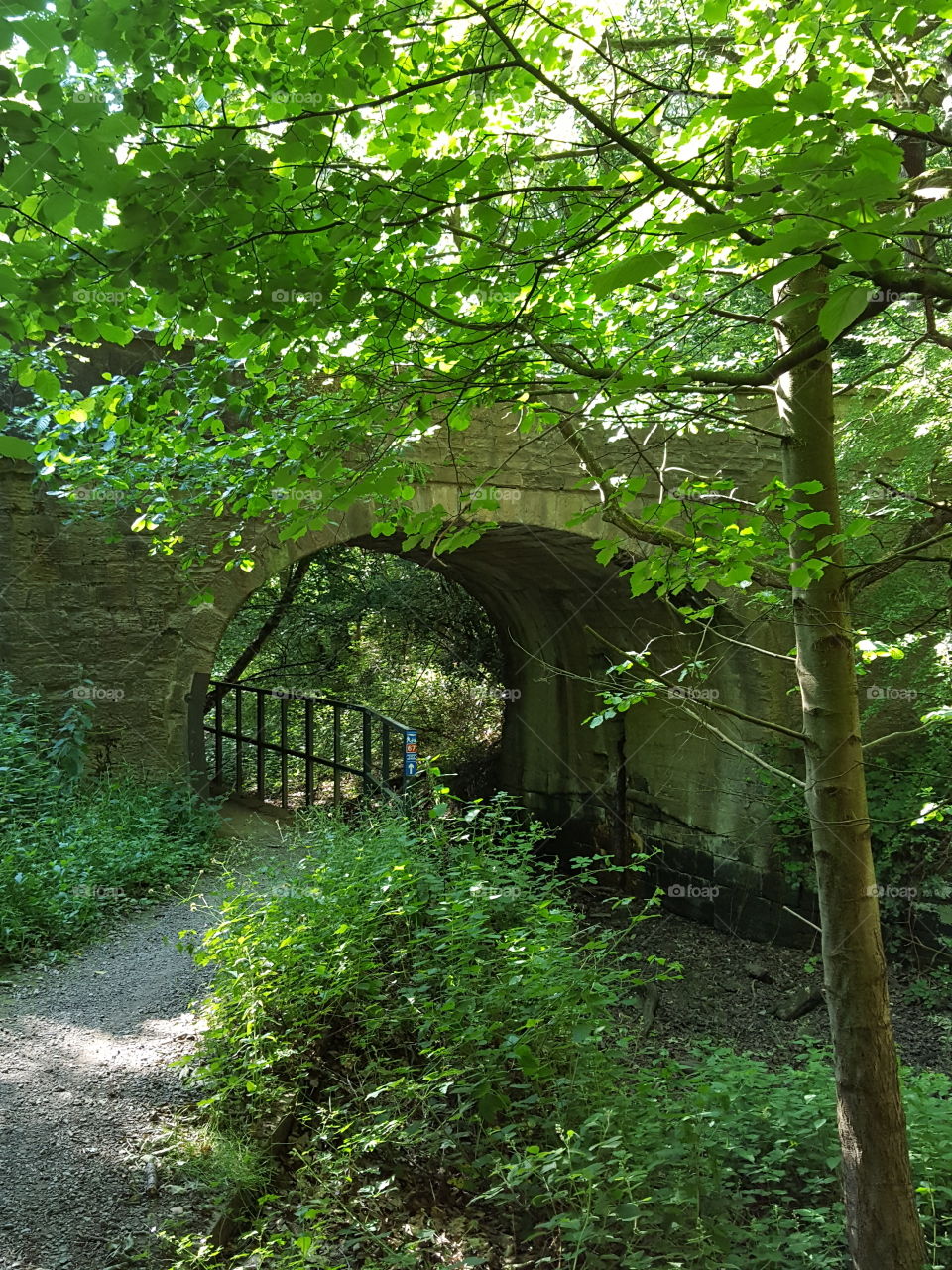 bridge in the woods