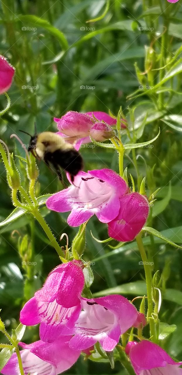 Bee pollination