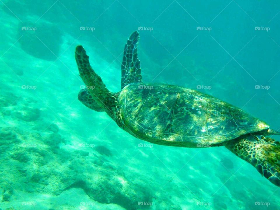 Hawaii turtle