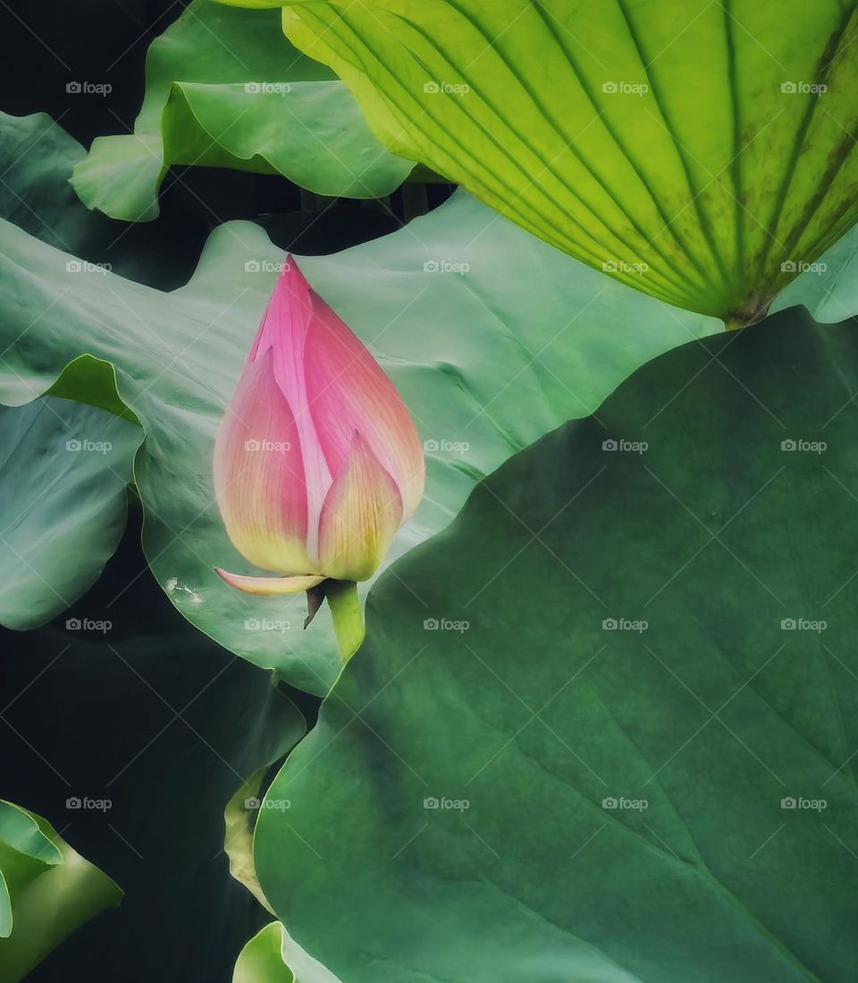 It is the lotus in full bloom, it is a good time for the world.I hope the day is clear, look up to meet all gentle.