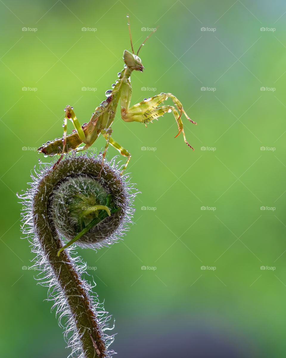 mantis on top of flower