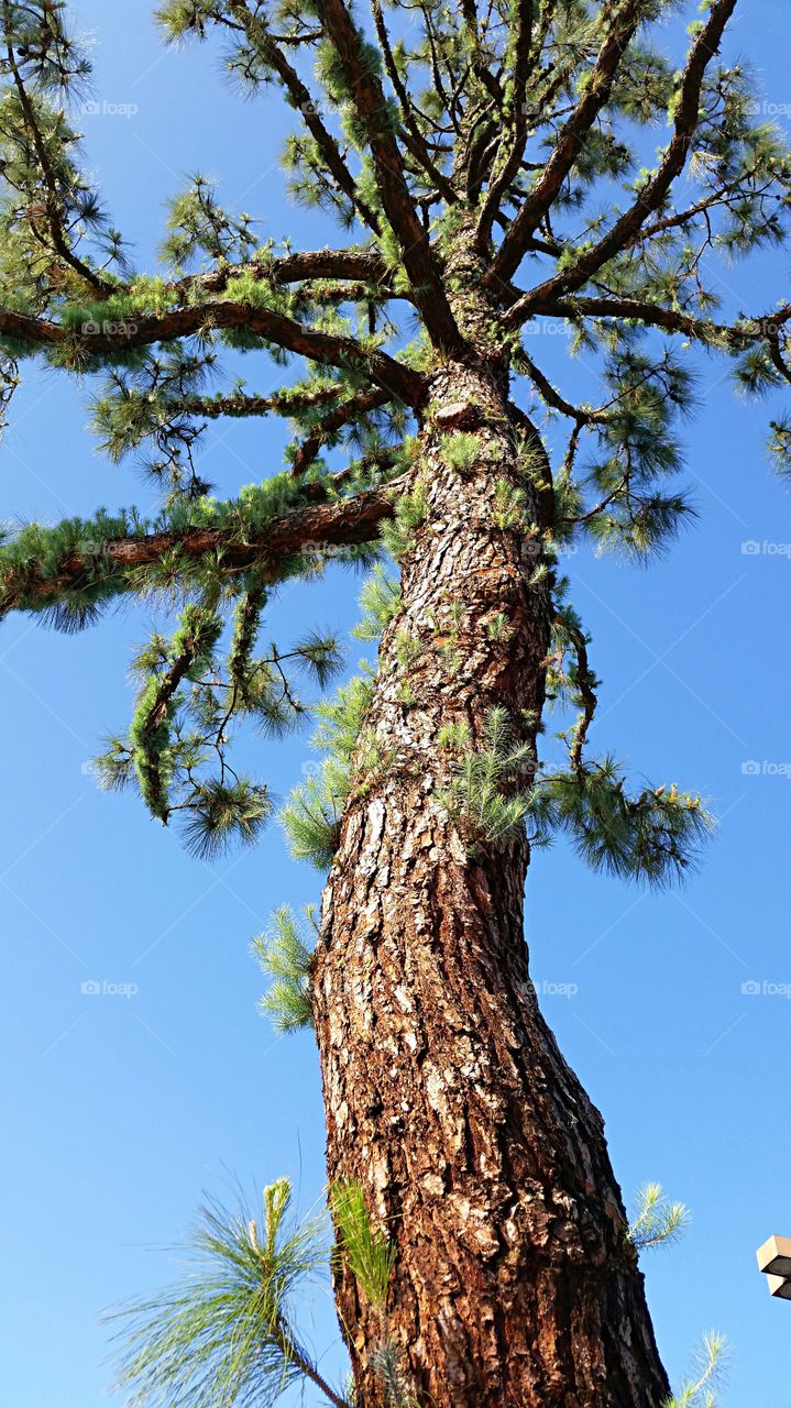 Pine tree . Crooked Pine Tree with new shoots