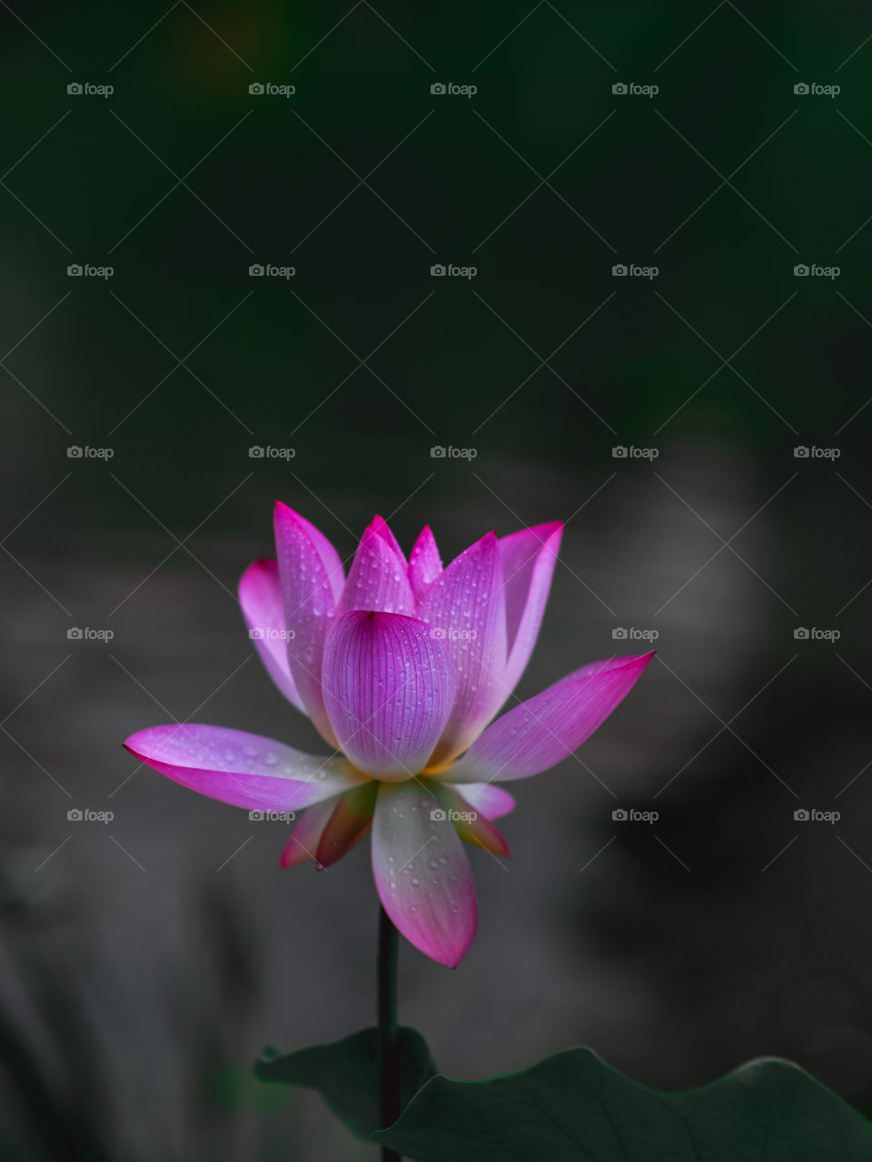 water lily charm in summer breeze