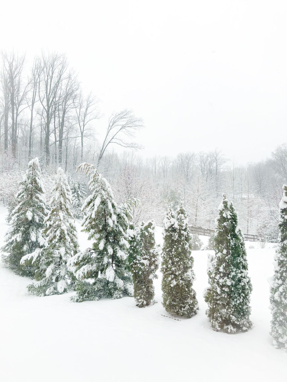 Line of snow covered evergreen trees in Fairfax, Virginia. 