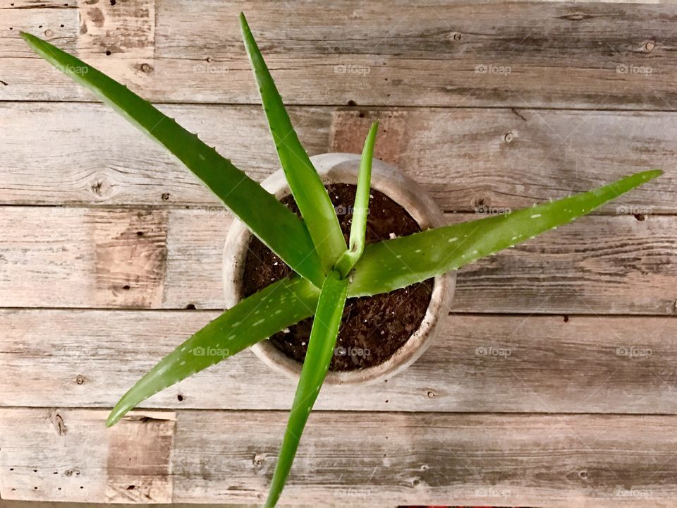 Plant on wooden table