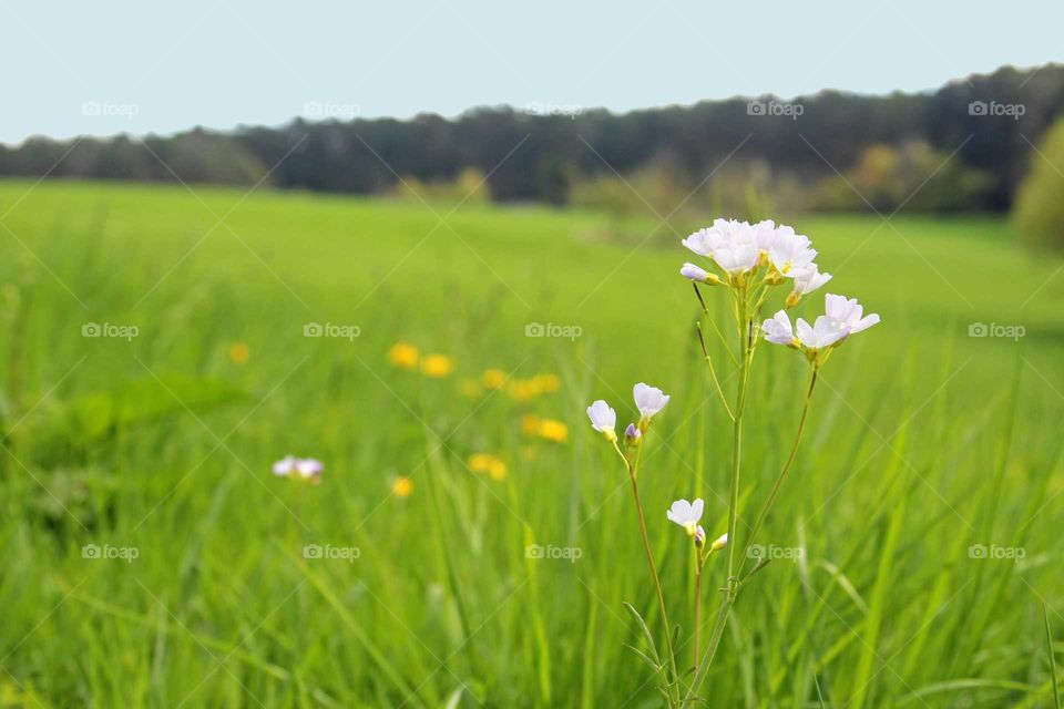 springtime meadow with cuckoo flower