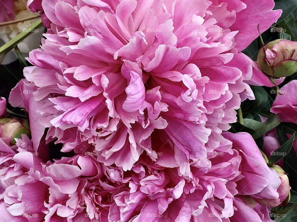 Pink peony with many petals