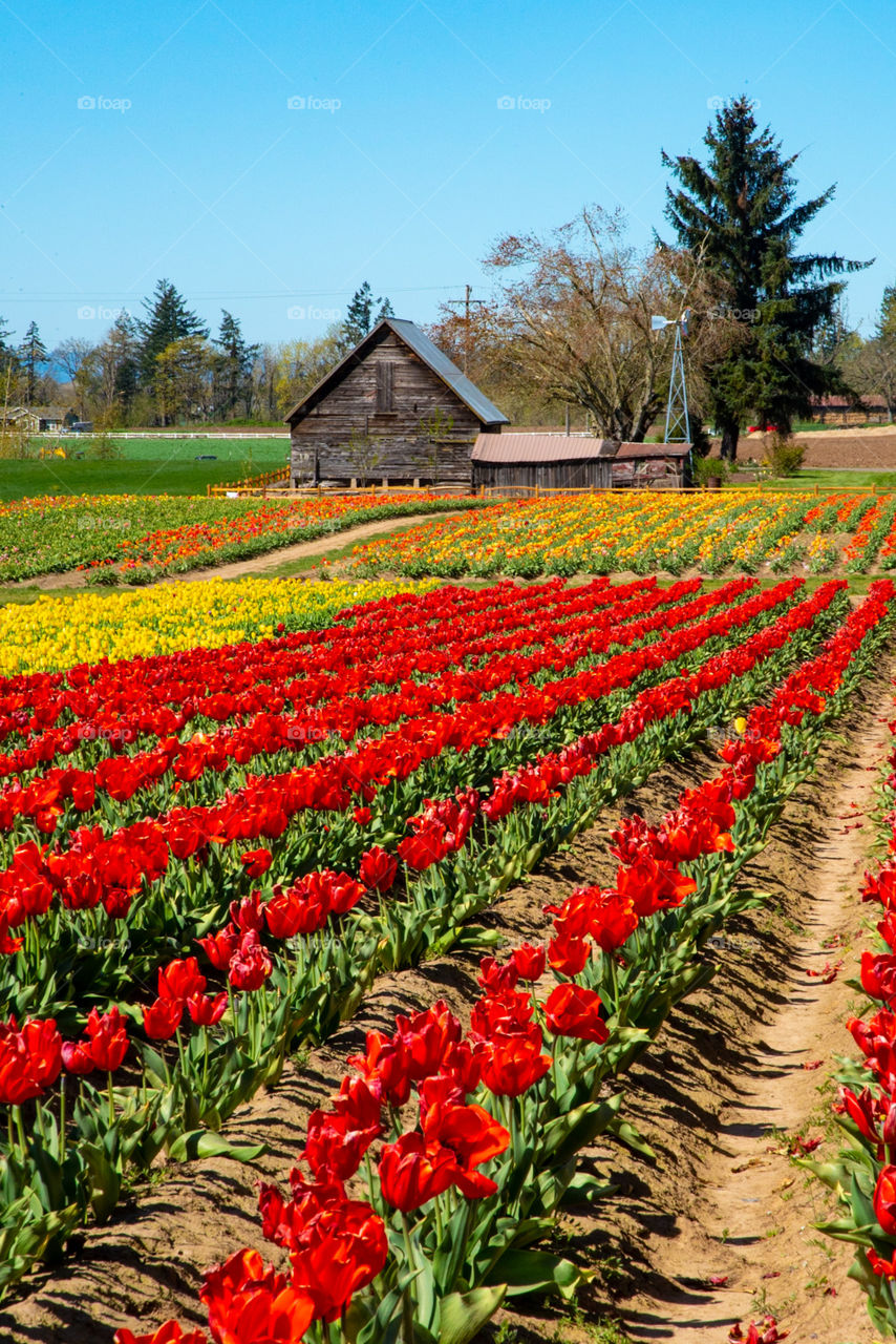 Tulip farm