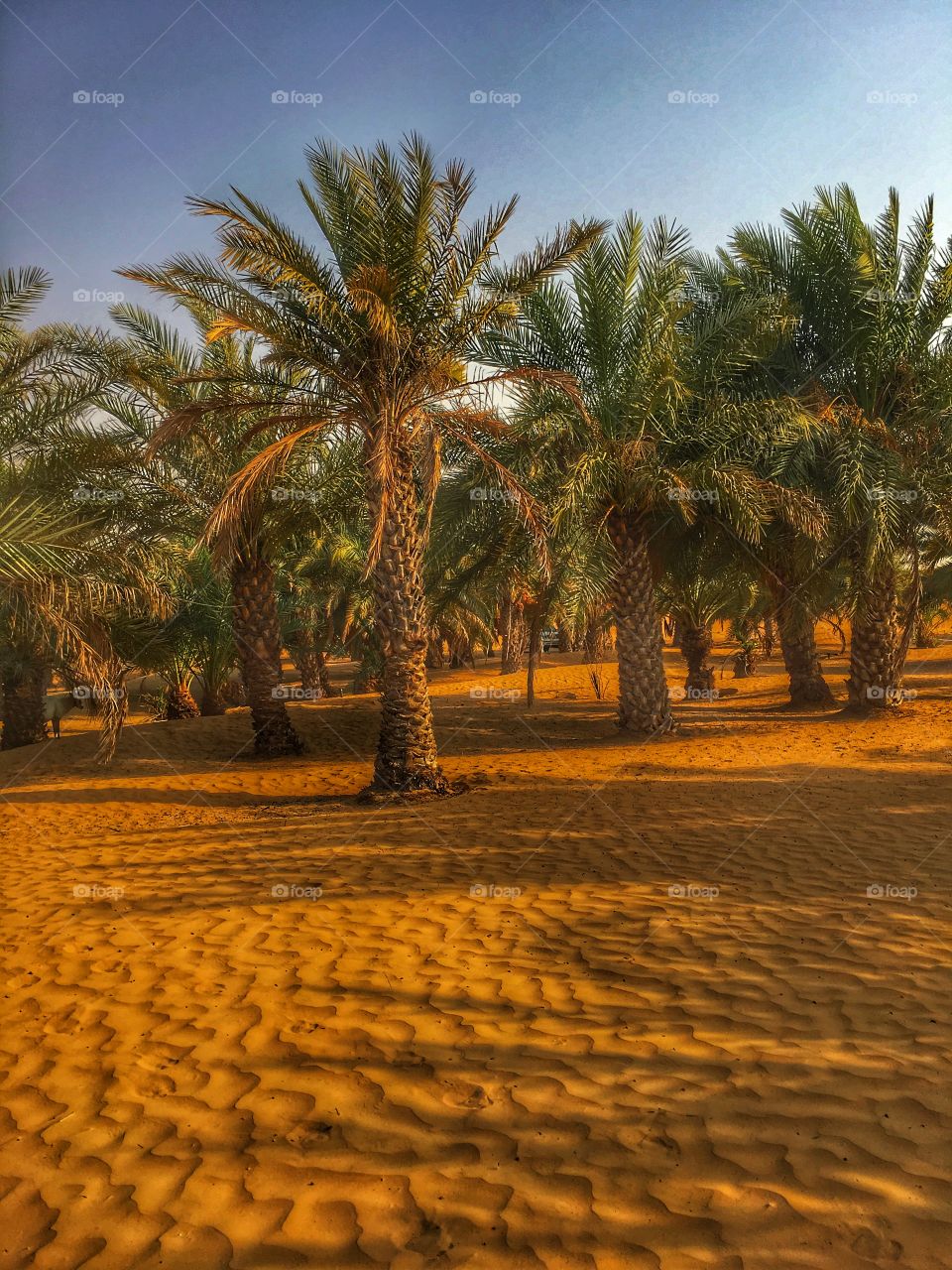 Palm trees in Dubai