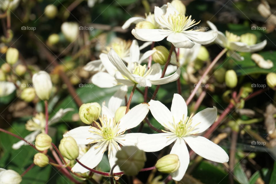 Springs Flower