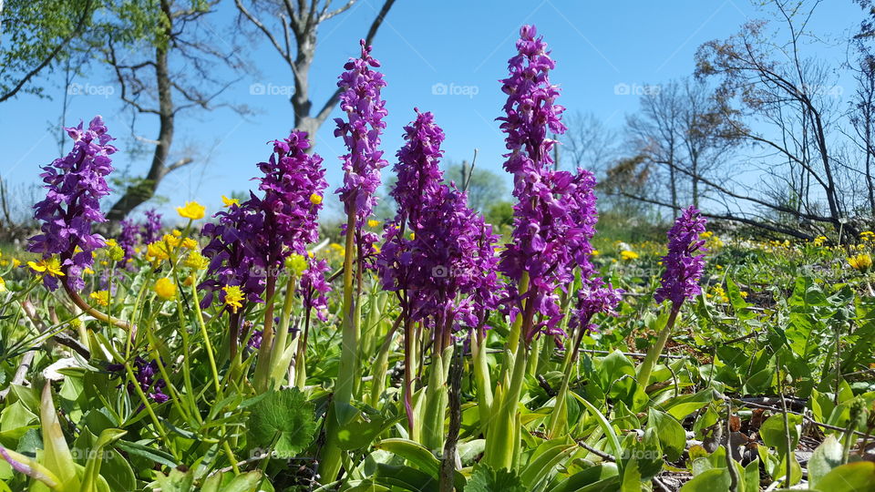 Orchids in Alvaret, Sweden