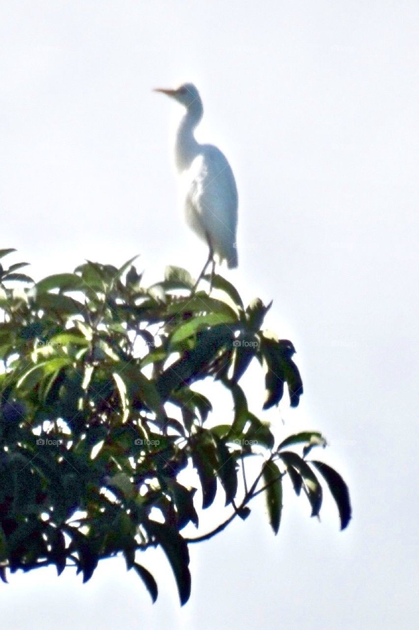 A crane on a tree