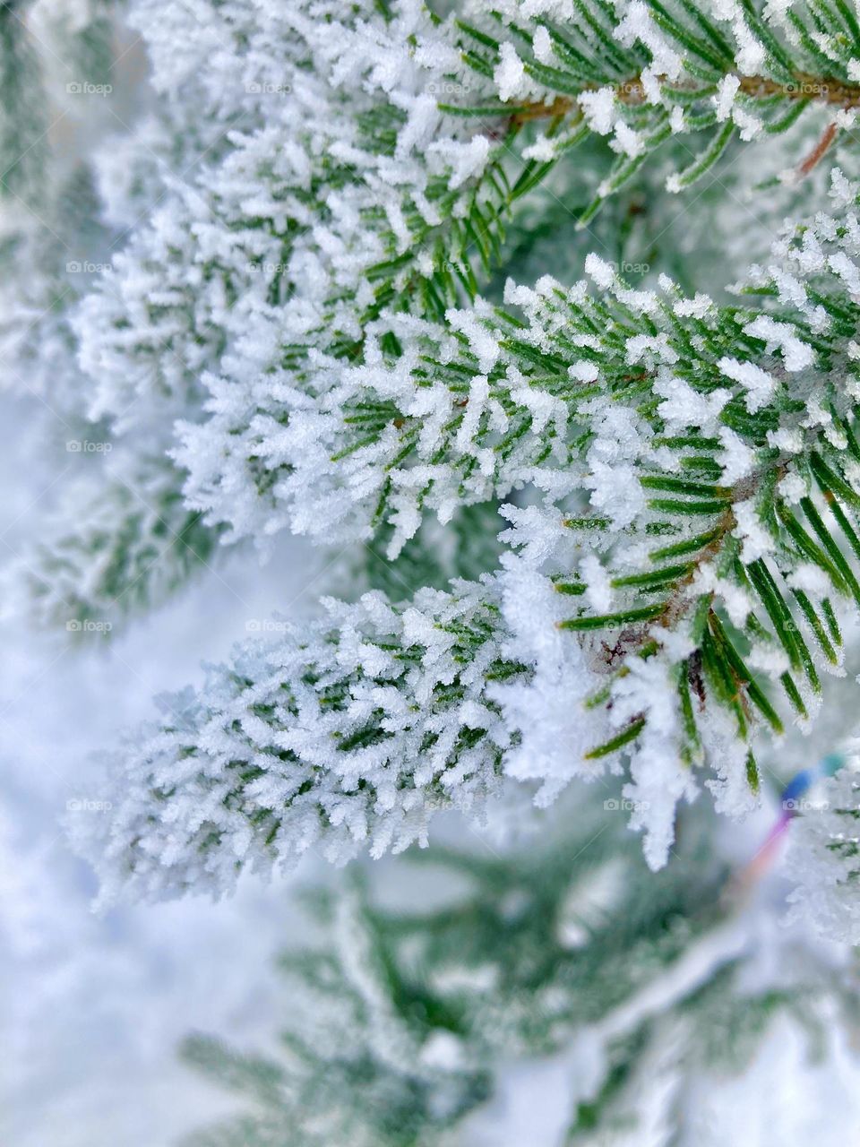 Green Christmas tree in the snow 