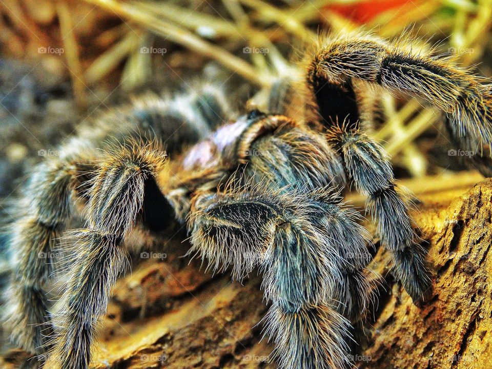 California Tarantula
