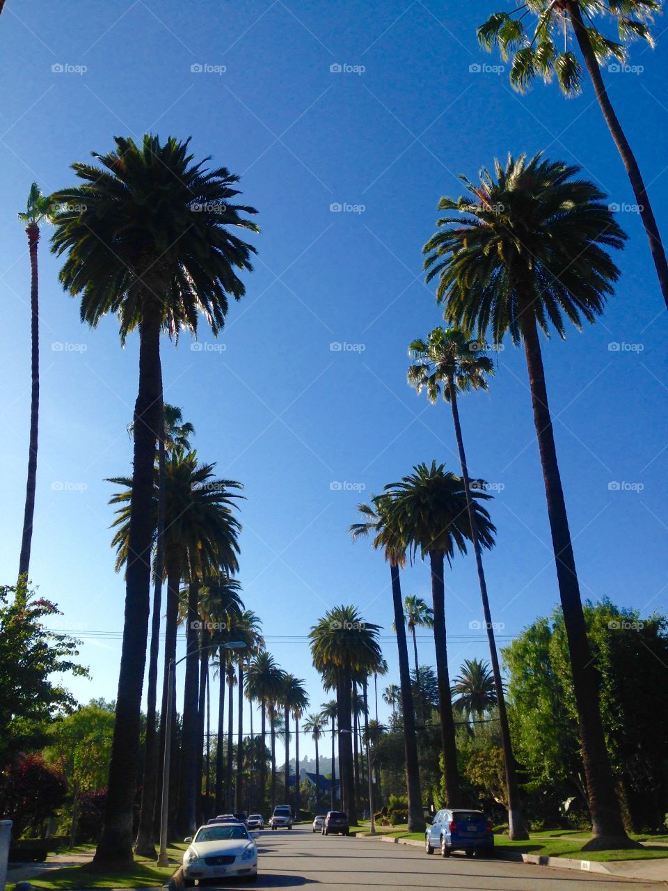 Palm trees. Beverly Hills