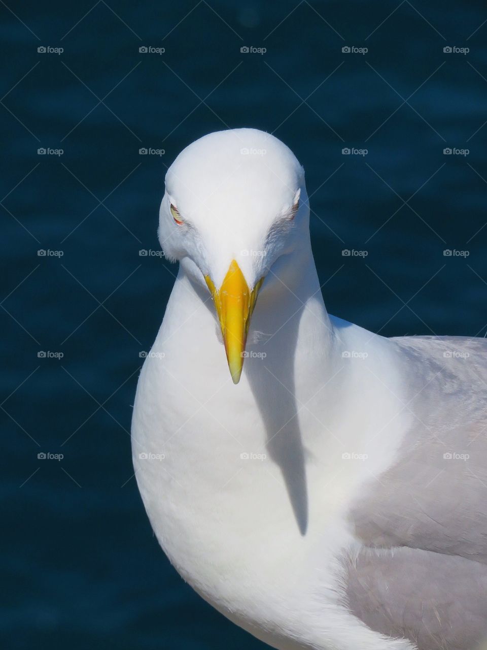 Seagull portrait