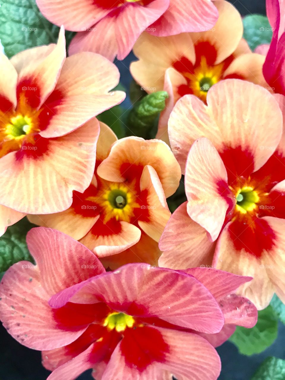 Primroses,Spring time