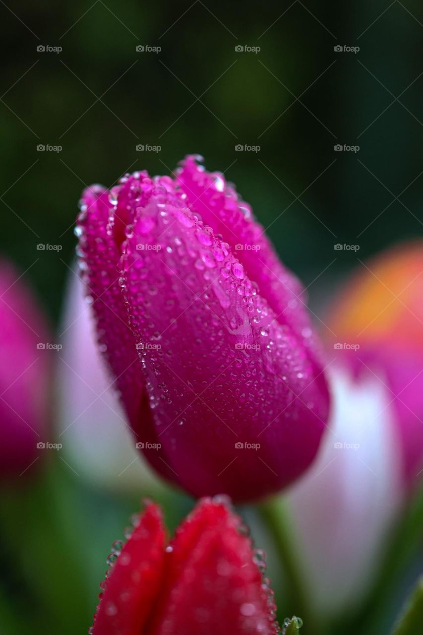 Pink tulip with raindrops