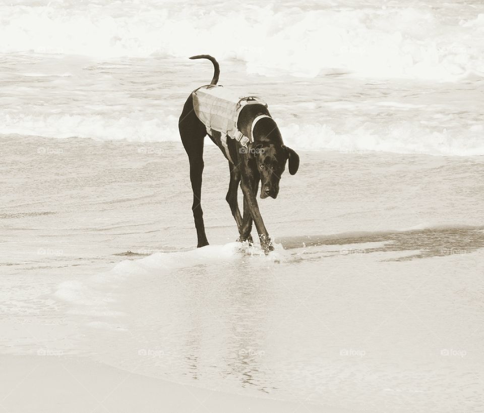 Dog on beach in sepia