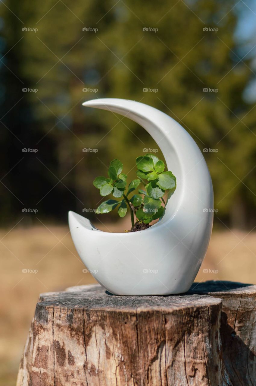 Small Kalanchoe in moon shape flower pot.