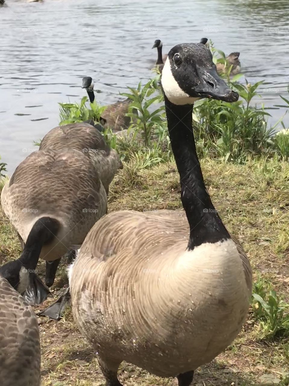 Canadian goose looking attentively at the camera
