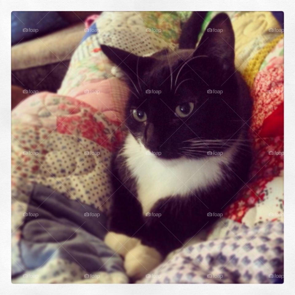 Quilt Kitten