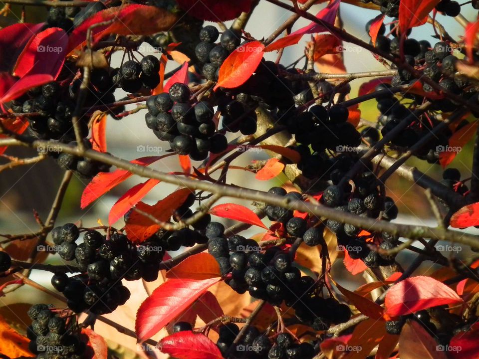 fruits