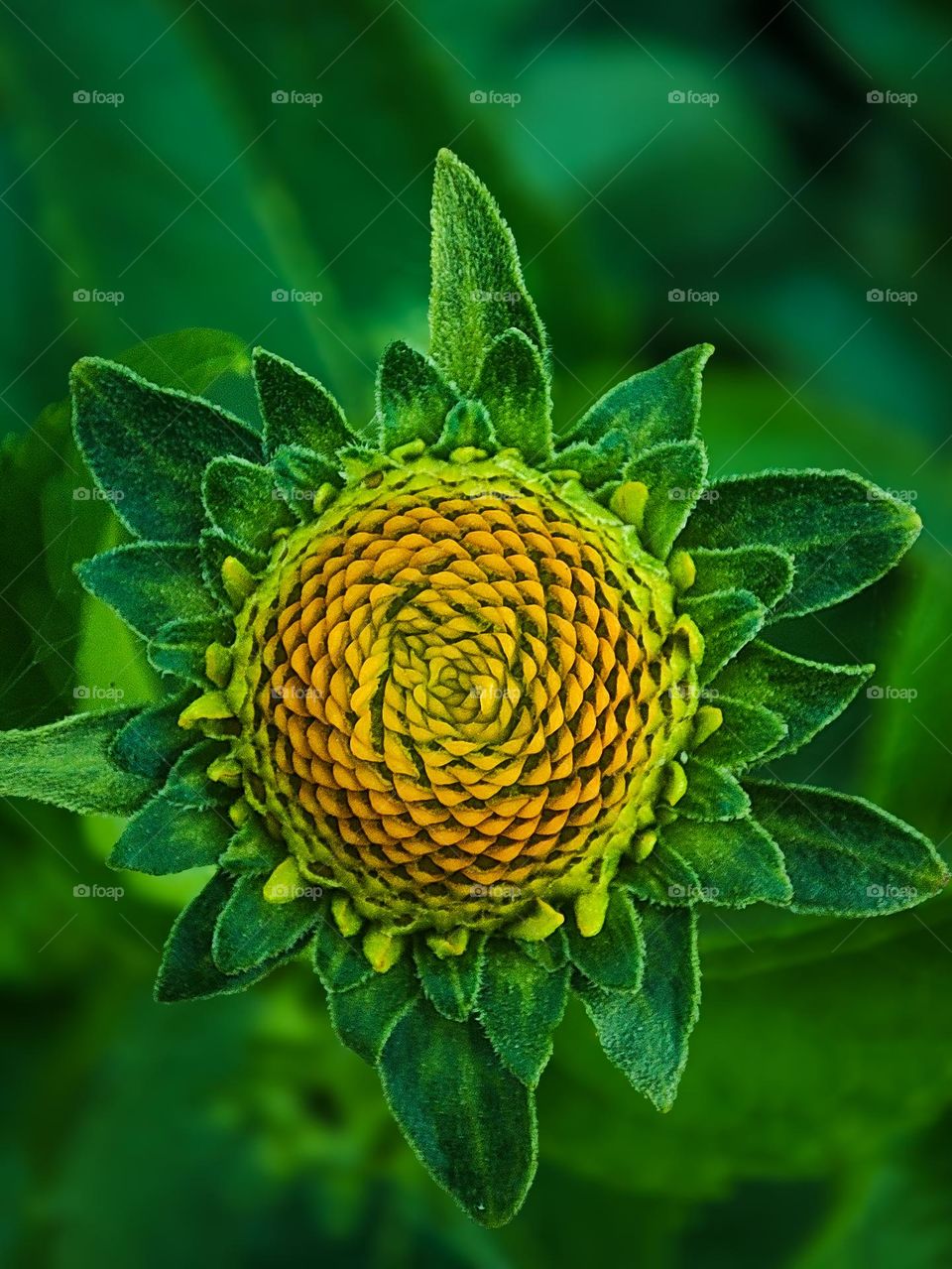 a newly blooming sunflower in early spring...