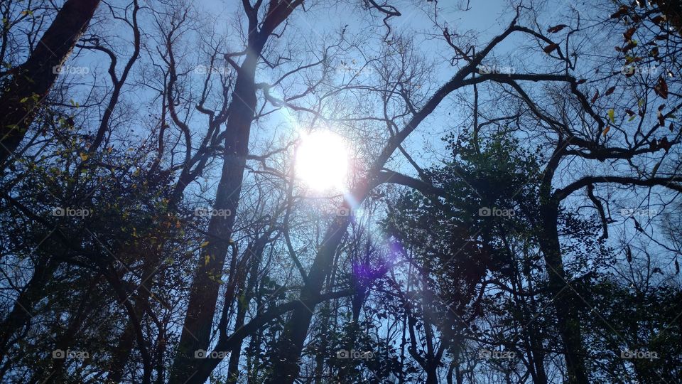 Tree, Wood, Branch, Nature, Landscape