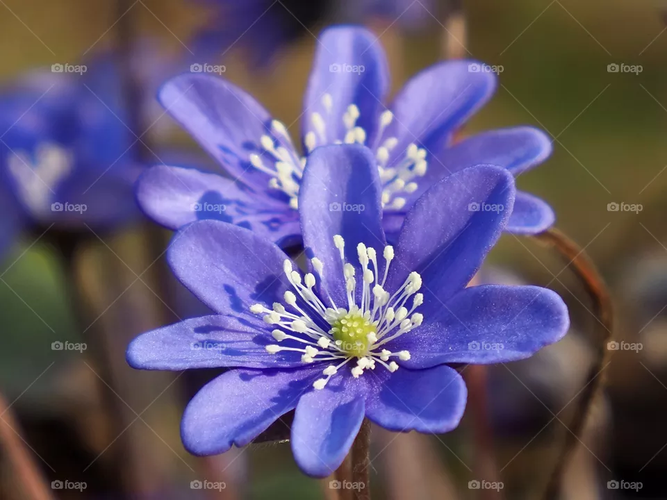 Hepatica