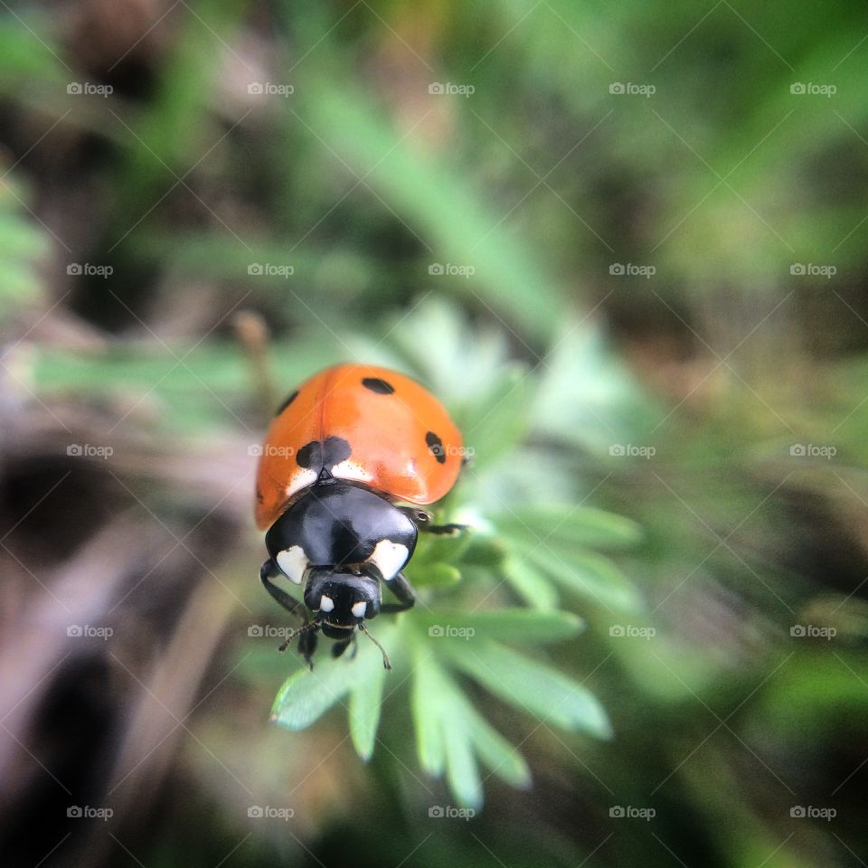 Mr. Ladybug. Ladybug crawling in the weeds