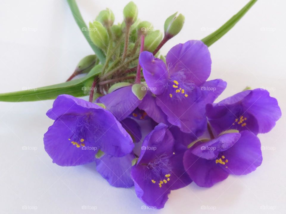 purple flower
