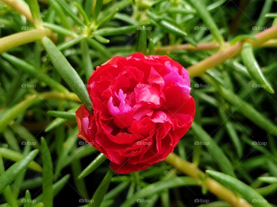 the Portulaca Grandiflora