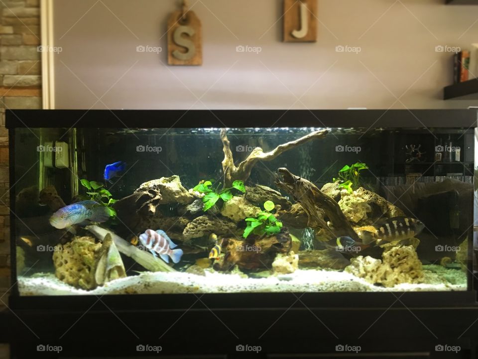 Our african ciclides 75 gals tank
