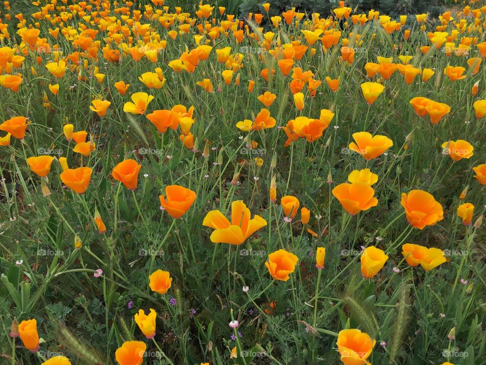 Poppy flowers