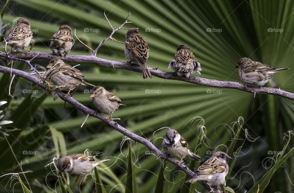 flock of sparrows sits on a tree branch