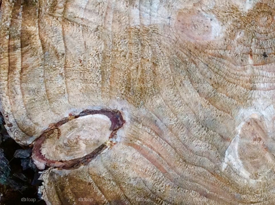 Beautiful design on tree stomp