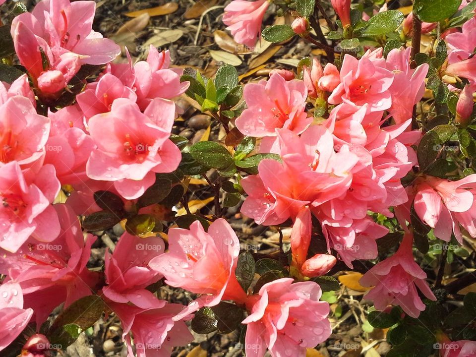 Pink Azalea 2